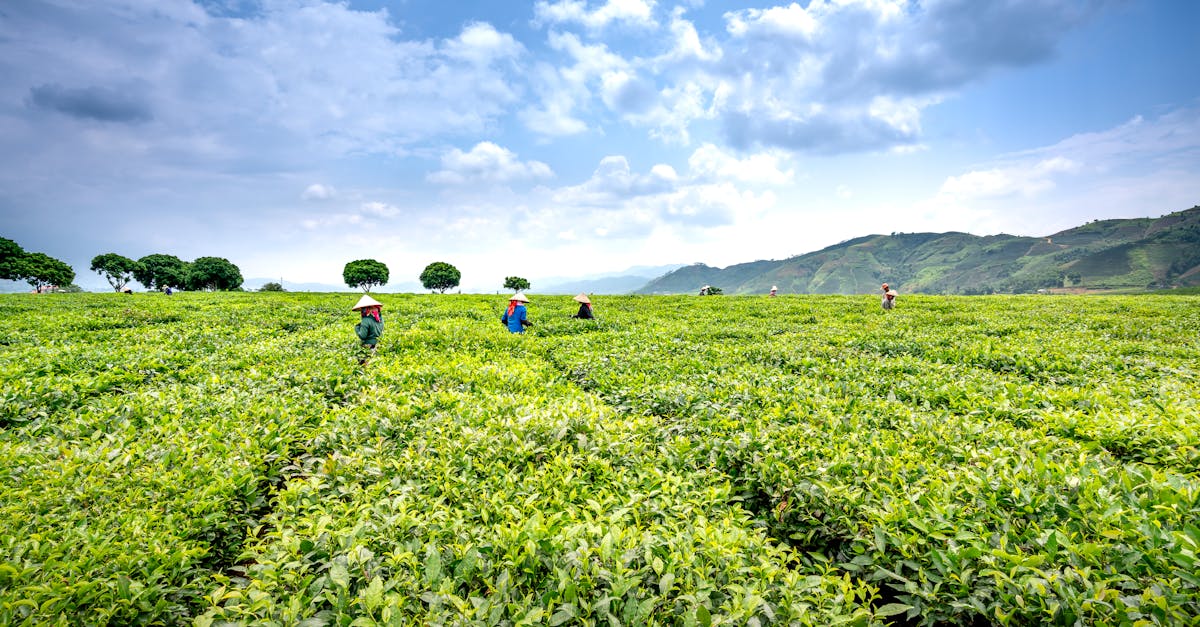 Is a tea business profitable?