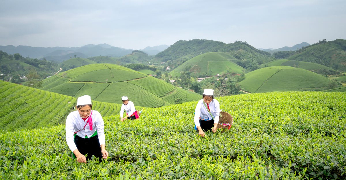 How to grow a tea business?